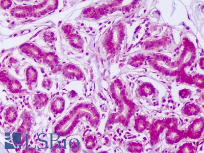 Anti-MYBL2 antibody IHC of human breast. Immunohistochemistry of formalin-fixed, paraffin-embedded tissue after heat-induced antigen retrieval. Antibody LS-B8268 dilution 5-10 ug/ml.