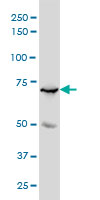 MYBL2 monoclonal antibody (M01), clone 4B4 Western Blot analysis of MYBL2 expression in K-562.