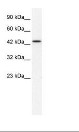 HepG2 Cell Lysate