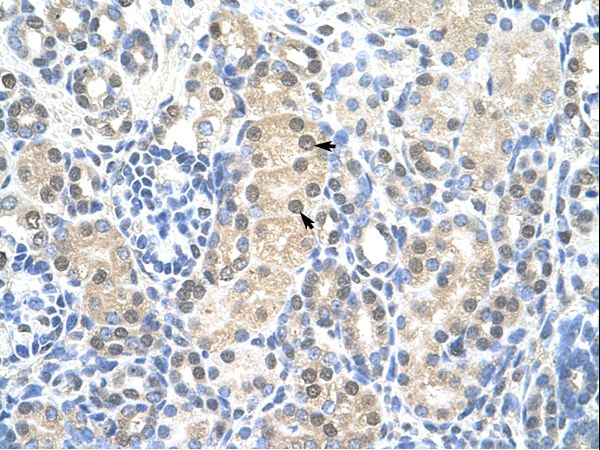 MCM7 antibody LS-C31731 was used in IHC to stain formalin-fixed, paraffin-embedded human kidney.