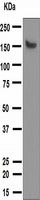 Western blot analysis on human heart lysate using anti-MYBPC3 antibody.