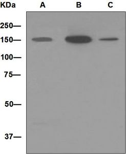 Western blot analysis on (A) human heart, (B) rat heart, and (C) mouse heart lysates using anti-MYBPC3 antibody.