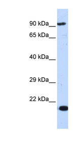 MCM7 antibody LS-C110189 Western blot of 293T cell lysate.