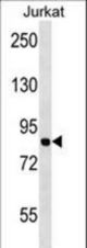 MCM7 Antibody western blot of Jurkat cell line lysates (35 ug/lane). The MCM7 antibody detected the MCM7 protein (arrow).