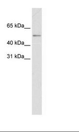 Fetal small Intestine Lysate