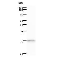 Western blot analysis of immunized recombinant protein, using anti-MYCBP monoclonal antibody.