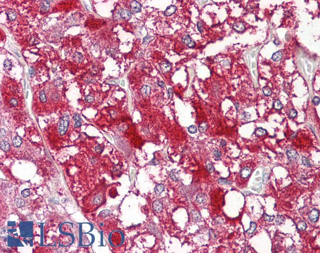 Anti-MYCBP antibody IHC of human adrenal. Immunohistochemistry of formalin-fixed, paraffin-embedded tissue after heat-induced antigen retrieval. Antibody LS-B8043 dilution 5-7.5 ug/ml.