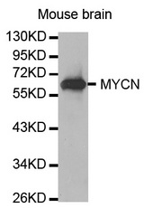 Western blot analysis of extracts of Mouse brain, using MYCN antibody.