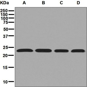 Western blot analysis on (A) Jurkat, (B) fetal liver, (C) fetal heart, and (D) A549 cell lysates using anti-GADD45B antibody.