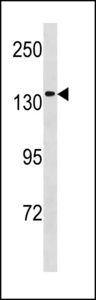 MCM9 Antibody western blot of 293 cell line lysates (35 ug/lane). The MCM9 antibody detected the MCM9 protein (arrow).