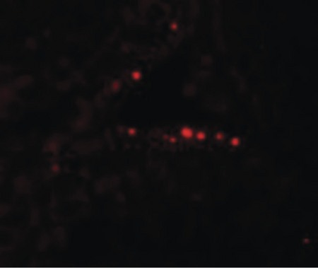 Immunofluorescence of MYD88 in Human Testis cells with MYD88 antibody at 20 ug/ml.