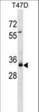MYEOV Antibody western blot of T47D cell line lysates (35 ug/lane). The MYEOV antibody detected the MYEOV protein (arrow).