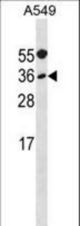 MYF5 Antibody western blot of A549 cell line lysates (35 ug/lane). The MYF5 antibody detected the MYF5 protein (arrow).
