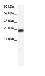 Fetal Heart Lysate