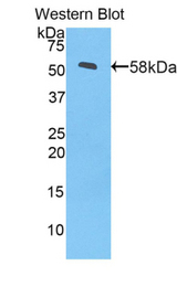 Western blot of recombinant MYH1.