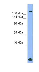 MYH1 antibody LS-C107564 Western blot of COLO205 cell lysate.