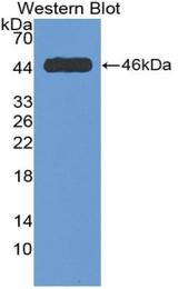 Western blot of recombinant MYH10.