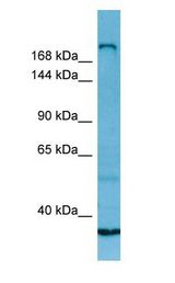 MYH13 antibody Western Blot of Fetal Lung.