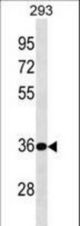 BPHL Antibody western blot of 293 cell line lysates (35 ug/lane). The BPHL antibody detected the BPHL protein (arrow).