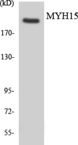 Western blot of the lysates from Jurkat cells using MYH15 antibody.