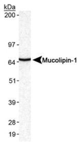 Detection of Mucolipin-1 in mouse brain lysates.