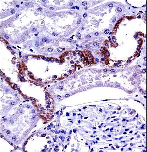 MCOLN1 Antibody immunohistochemistry of formalin-fixed and paraffin-embedded human kidney tissue followed by peroxidase-conjugated secondary antibody and DAB staining.