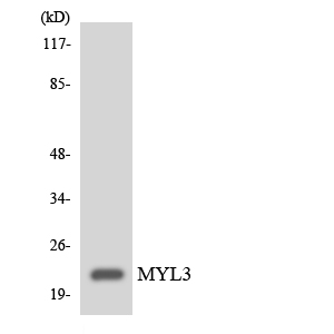 Western blot of the lysates from HeLa cells using MYL3 antibody.