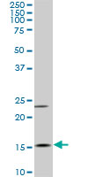 MYL6 monoclonal antibody (M03), clone 1D6. Western blot of MYL6 expression in Raw 264.7.