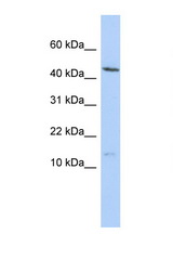 MYL6 antibody western blot of HepG2 Cell lysate. Antibody concentration 1 ug/ml.
