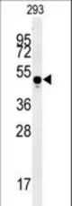 MYLK4 Antibody western blot of 293 cell line lysates (35 ug/lane). The MYLK4 antibody detected the MYLK4 protein (arrow).