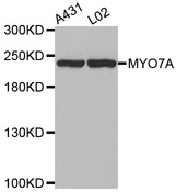 Western blot analysis of extracts of various cell lines, using MYO7A antibody.
