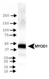 MyoD1 Antibody - WB detection of MYOD1 in RH30 cells.