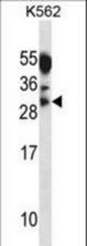 MYOG Antibody western blot of K562 cell line lysates (35 ug/lane). The MYOG antibody detected the MYOG protein (arrow).