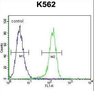 MYO19 Antibody flow cytometry of K562 cells (right histogram) compared to a negative control cell (left histogram). FITC-conjugated goat-anti-rabbit secondary antibodies were used for the analysis.
