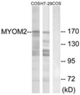 Western blot of extracts from COS7/HT-29 cells, using MYOM2 Antibody. The lane on the right is treated with the synthesized peptide.
