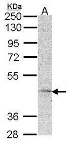 Sample (30 ug of whole cell lysate). A: Hela. 10% SDS PAGE. MC5R antibody diluted at 1:1000.