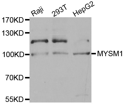 Western blot analysis of extracts of various cell lines, using MYSM1 antibody.