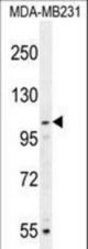 MYSM1 Antibody western blot of MDA-MB231 cell line lysates (35 ug/lane). The MYSM1 antibody detected the MYSM1 protein (arrow).
