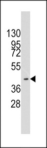 Western blot of anti-HMOF/MYST1 antibody in K562 cell line lysates (35 ug/lane). HMOF/MYST1(arrow) was detected using the purified antibody.
