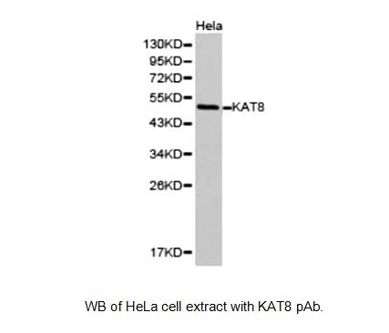 Western blot of MYST1 antibody LS-X223186.