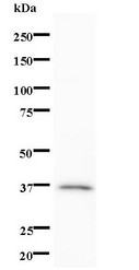 Western blot of immunized recombinant protein using MYST1 antibody.