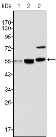 Western blot using MYST1 mouse monoclonal antibody against HeLa (1), HepG2 (2) and SMMC-7721 (3) cell lysate.