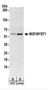 Detection of Human MOF/MYST1 by Western Blot. Samples: Whole cell lysate (50 ug) from 293T and Jurkat cells. Antibodies: Affinity purified rabbit anti-MOF/MYST1 antibody used for WB at 1 ug/ml. Detection: Chemiluminescence with an exposure time of 3 minutes.