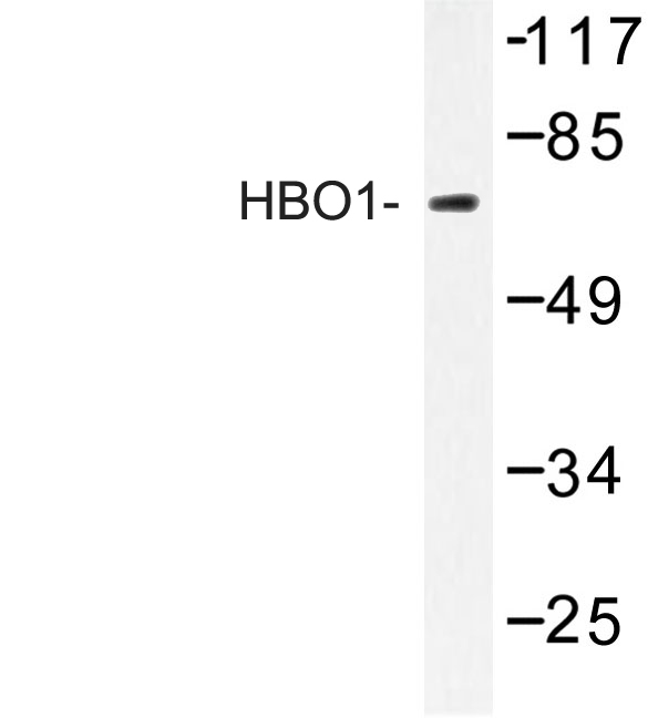 Western blot of HBO1 (S167) pAb in extracts from Jurkat cells.