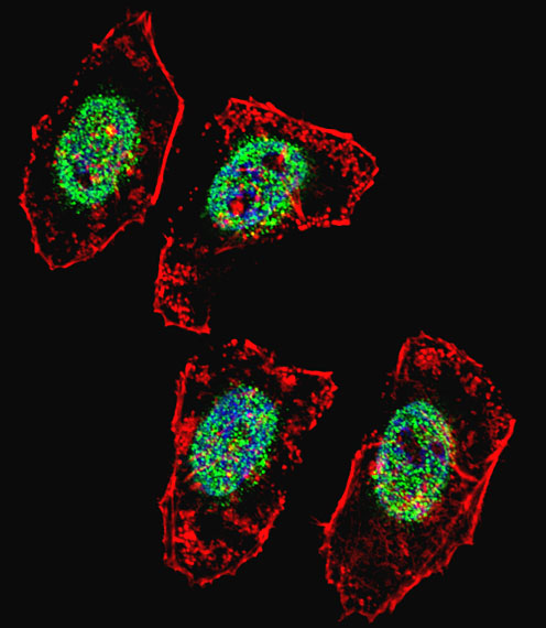 Fluorescent confocal image of HeLa cell stained with HBO1/MYST2 Antibody. HeLa cells were fixed with 4% PFA (20 min), permeabilized with Triton X-100 (0.1%, 10 min), then incubated with HBO1/MYST2 primary antibody (1:25, 1 h at 37°C). For secondary antibody, Alexa Fluor 488 conjugated donkey anti-rabbit antibody (green) was used (1:400, 50 min at 37°C). Cytoplasmic actin was counterstained with Alexa Fluor 555 (red) conjugated Phalloidin (7units/ml, 1 h at 37°C). Nuclei were counterstained with DAPI (blue) (10 ug/ml, 10 min). HBO1/MYST2 immunoreactivity is localized to nucleus significantly.