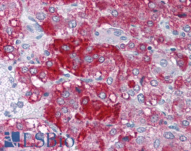 Anti-MYST3 antibody IHC of human adrenal. Immunohistochemistry of formalin-fixed, paraffin-embedded tissue after heat-induced antigen retrieval. Antibody LS-B4394 concentration 3.75 ug/ml.