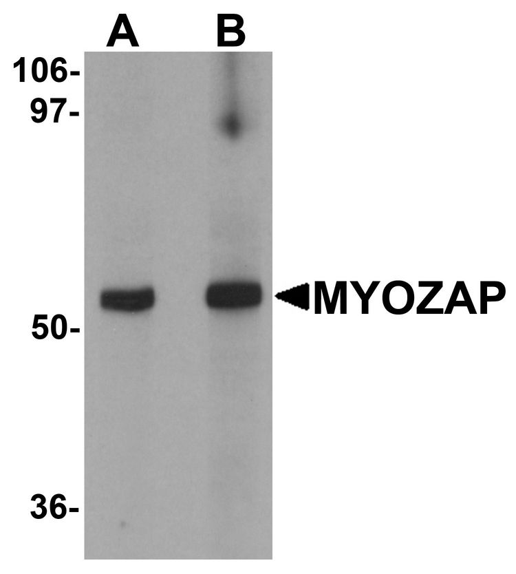 Western blot analysis of MYOZAP in rat kidney tissue lysate with MYOZAP antibody at (A) 1 and (B) 2 ug/ml.