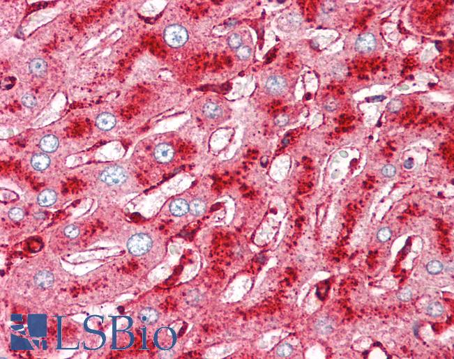 Anti-Melanoma-Associated Antigen antibody IHC of human liver. Immunohistochemistry of formalin-fixed, paraffin-embedded tissue after heat-induced antigen retrieval. Antibody LS-B7204 concentration 10 ug/ml.
