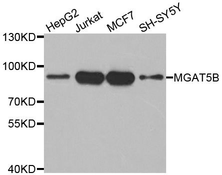 Western blot analysis of extracts of various cell lines, using MGAT5B antibody.