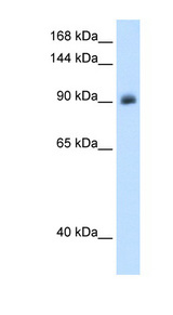 NR3C2 antibody LS-C40521 Western blot of A172 cell lysate.